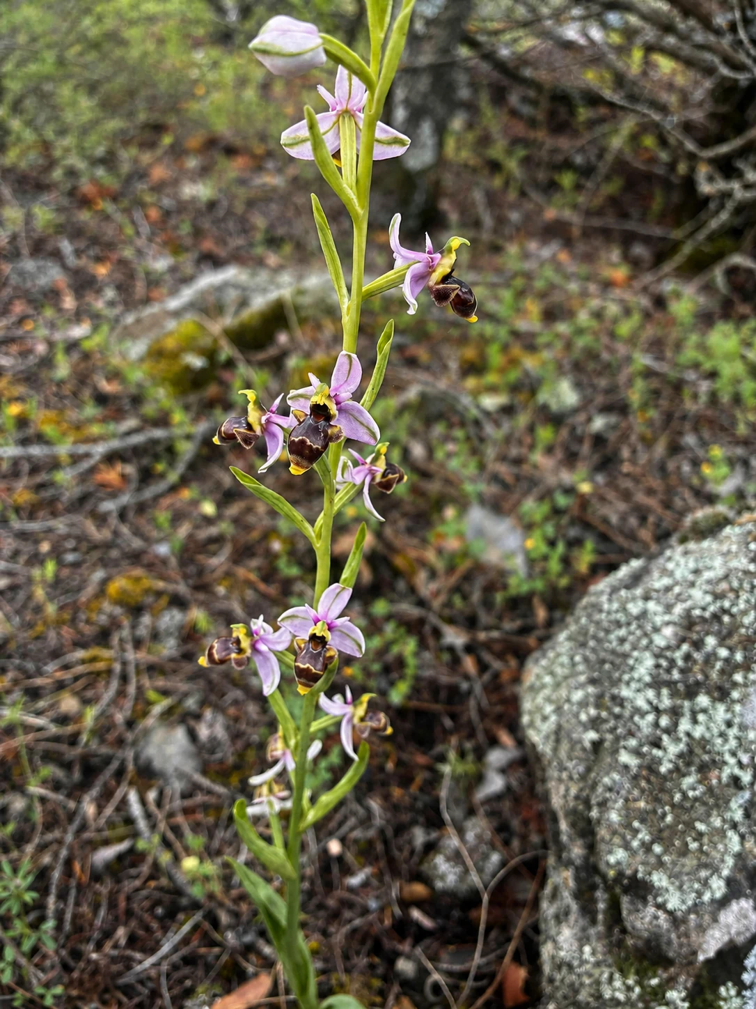 Orquídea silvestre y biodiversidad de especies autóctonas en Madrid