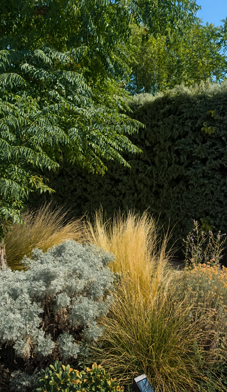 Plantación naturalista de gramíneas en un jardín mediterráneo de Madrid
