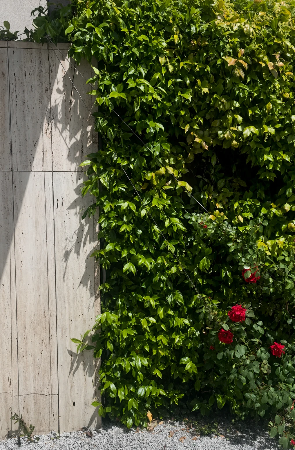 Jardinería sostenible con vegetación trepadora sobre un muro en Madrid